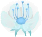神秘の華の実