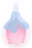滝に咲く小さな花の実