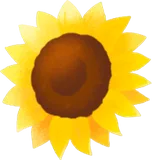 ひまわりの花の実