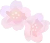 透き通った桜の実