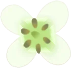 山ワサビの花の実