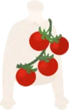 ショルダートマト