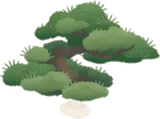 松の木の小株
