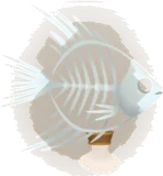 魚類の骨格標本