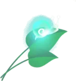 原生林の葉っぱ