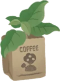 コーヒーの苗