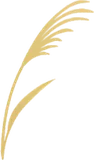 手持ちススキ
