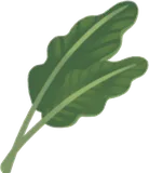 大きな植物の葉っぱ