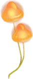 採取したヒカリノキノコ