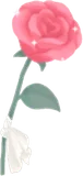 きらめく一輪の薔薇