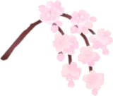 手持ちの枝垂桜の枝