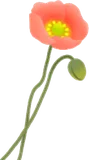 摘んできたポピーのお花