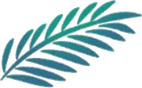 採取された植物