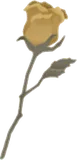 バラのドライフラワー