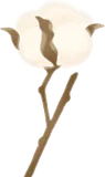 拾った綿の枝