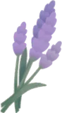 一束のラベンダー