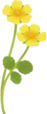 摘みたて春の小花