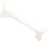 立派な骨