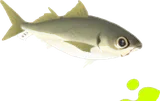 アジのぬいぐるみ