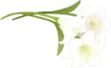 摘んできたユリ