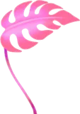 手持ちモンステラ・ピンク