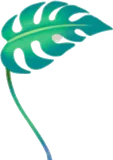 手持ちモンステラ・緑
