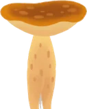 森のキノコ