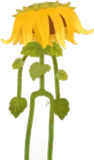 夏のひまわり・しょんぼり