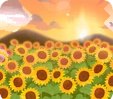夕陽に照らされたひまわり畑