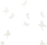 光に導かれる白蝶