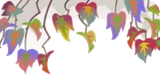 垂れ下がる葉っぱ