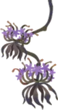 乾燥中の花