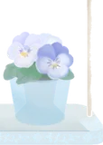ビオラの植木鉢