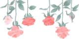 夜に咲くバラ