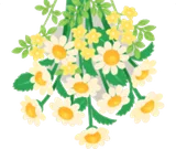 庭で摘んだお花たち