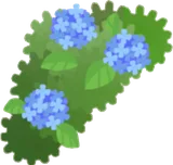 青い紫陽花