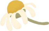 ドライカモミール