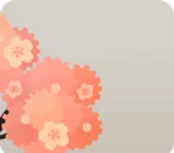 覗き込む桜