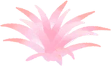 砂丘の低草・ピンク
