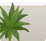 アガベ