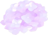 薄紫色の紫陽花
