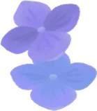 小さな紫陽花