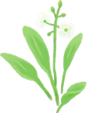ナガバオモダカの花