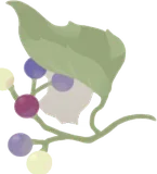 秋の植物・ヤマブドウ
