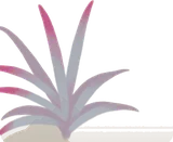 細長い葉の温室の植物・赤