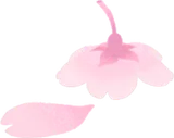 舞い落ちた桜の花
