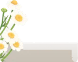 ワイルドカモミール・左