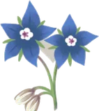 ルリジサの花