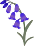 小さな青い花・左