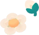 苺の花と蕾
